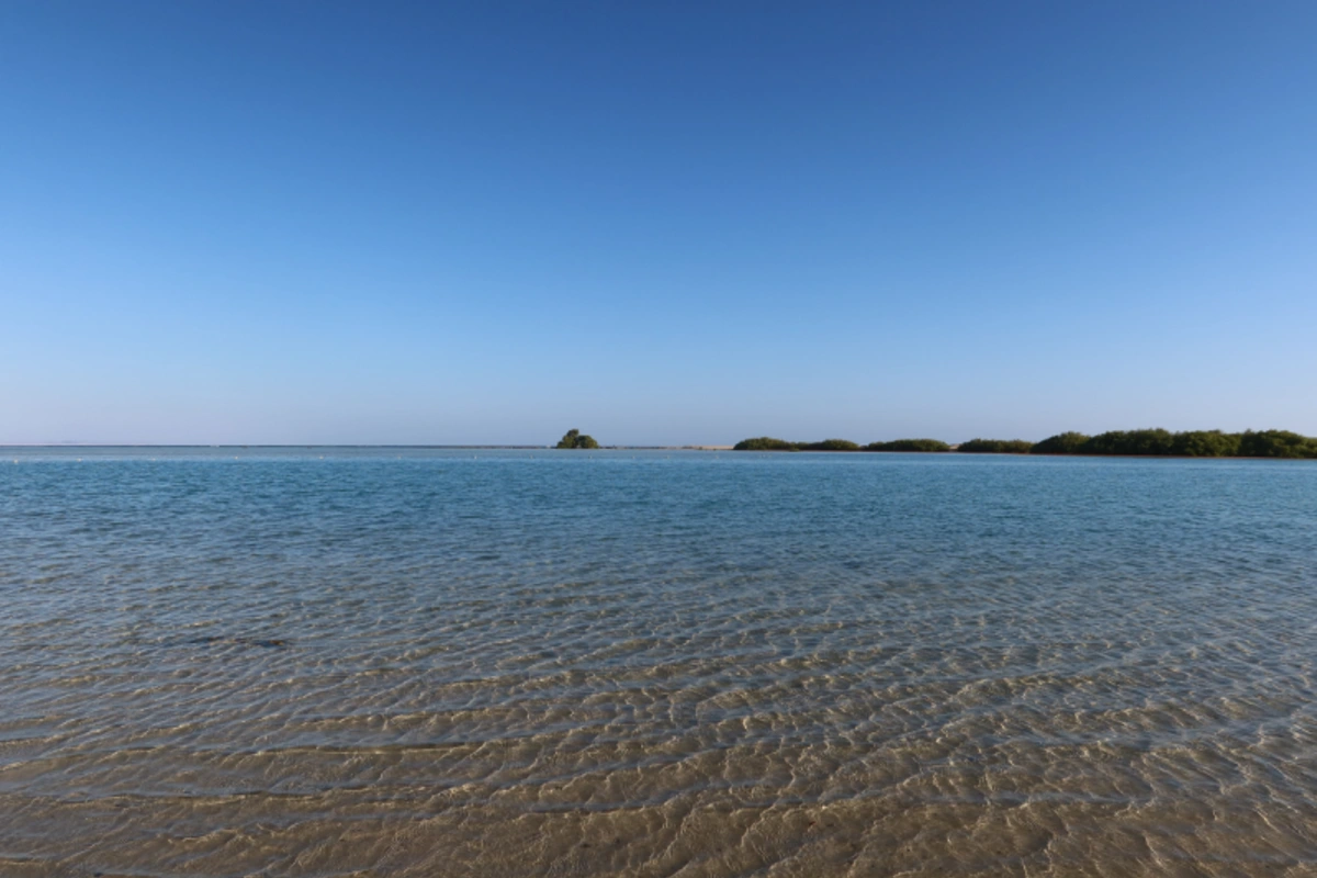 Mangrovenbäume in blauem Wasser und unter blauem Himmel am Strand von Qulaan im Protektorat Wadi el Gemal in Ägypten