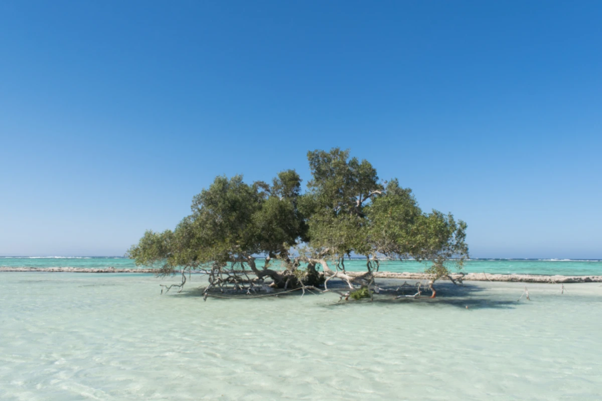 Mangrovenbaum in Al Qulaan, Protektorat Wadi El Gemal, Marsa Alam, Rotes Meer, Ägypten