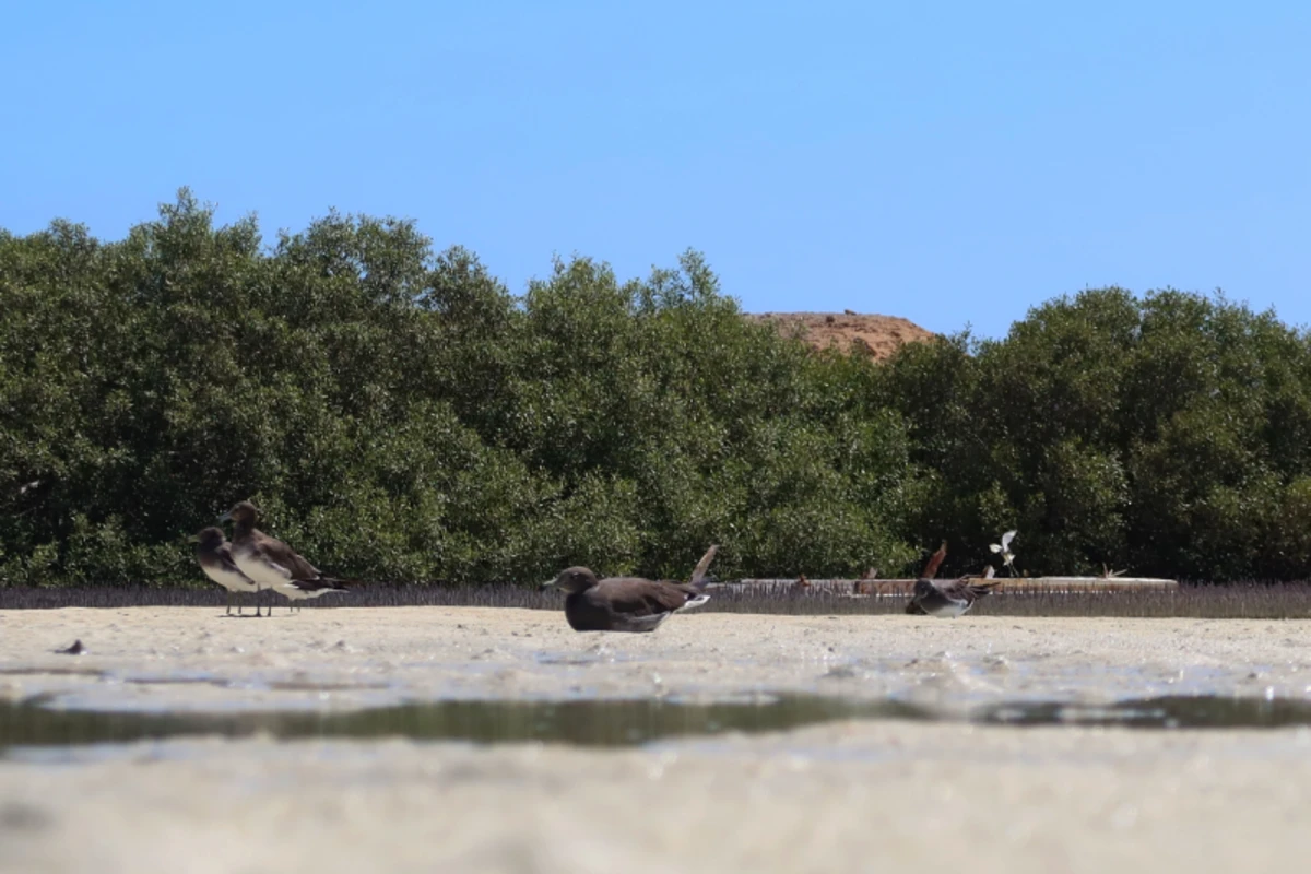 Silberreiher und Möwen vor Mangrovenbäumen im blauen Wasser und unter blauem Himmel am Qulaan-Strand im Protektorat Wadi el Gemal in Ägypten