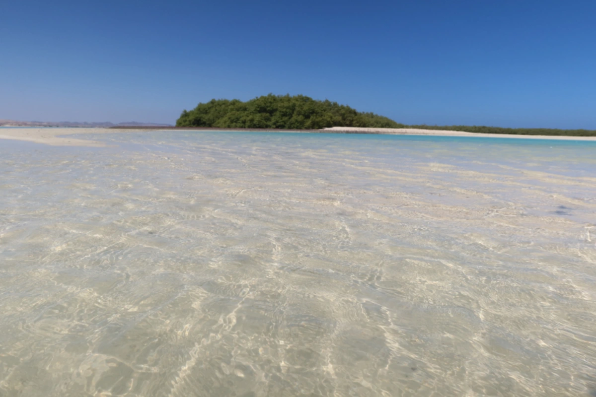 Mangrovenbäume in blauem Wasser und unter blauem Himmel am Strand von Qulaan im Protektorat Wadi el Gemal in Ägypten