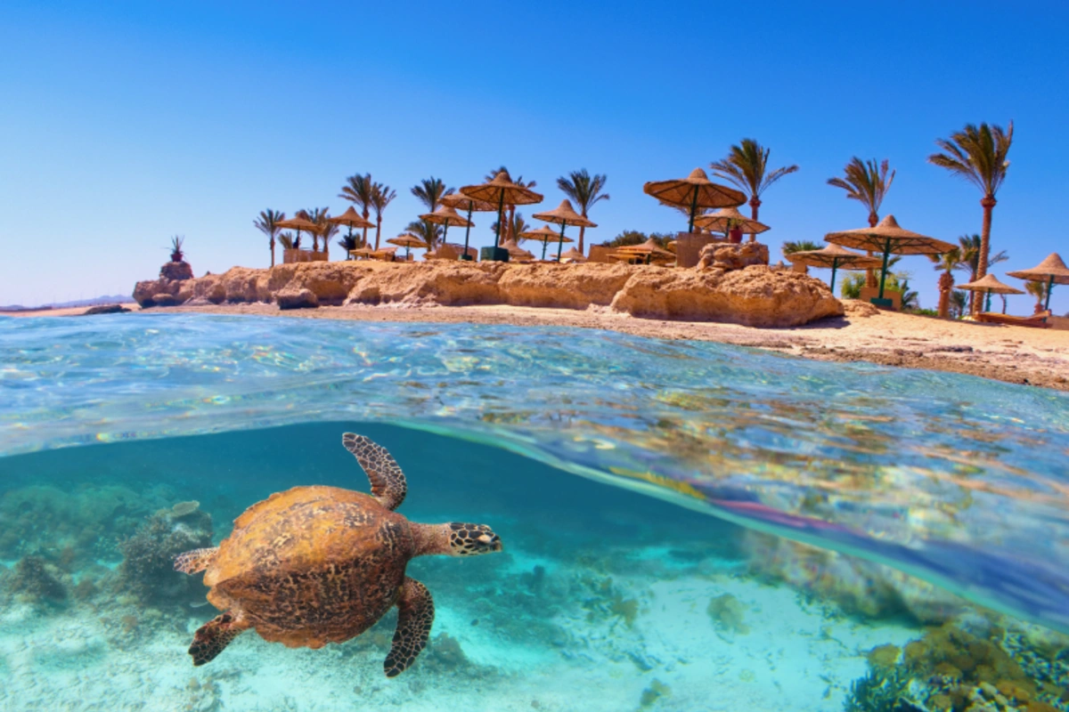 Unterwasseraufnahme einer Meeresschildkröte, darüber ein sonniger Strand mit Palmen und Sonnenschirmen.