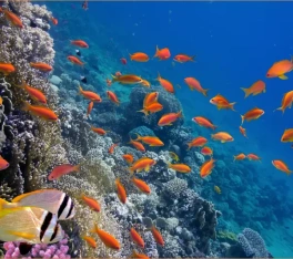 marsa alam , tour egitto classico