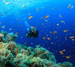 Vacanze Pasqua Egitto, una persona fa diving