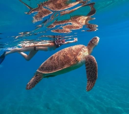 Offerte viaggi Pasqua Egitto, una persona con una tartaruga sotto il mare