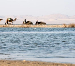Oasi Egitto, il lago e due cammelli e due cavelli alla spiaggia del lago