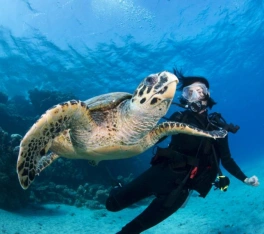 Donna e tartaroga, offerte vacanze agosto egitto