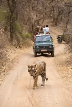 Ranthambore