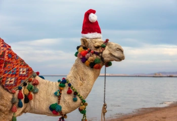 Un Camello celebra la Navidad 