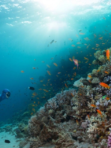 buceadores explorando un arrecife de coral lleno de peces de colores en el Mar Rojo