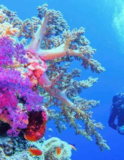 cose da evitare a sharm el shiekh, una donna da snorkling