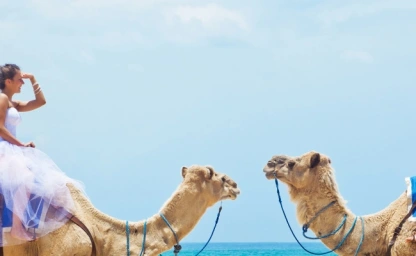 Brautpaar in Hochzeitskleidung auf zwei Kamelen an einem Strand am Roten Meer