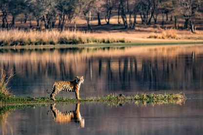 Ranthambore  Ranthambore