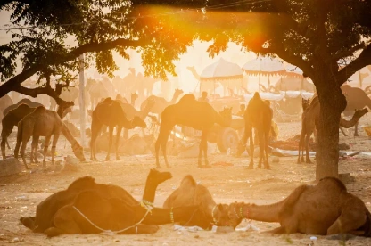 fiera dei cammelli di pushkar fiera dei cammelli di pushkar