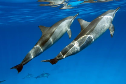 two Dolphins in the red sea at marsa alam, Marsa Alam