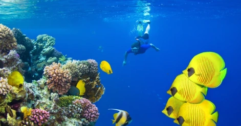 Snorkeling Orange Bay