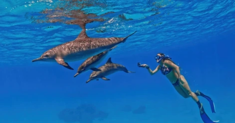 escursione dolphin house marsa alam
