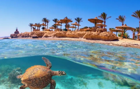 Arrecife de coral tropical y tortuga marina, mejores viajes a egipto