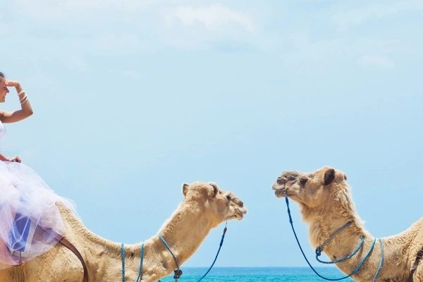 Brautpaar in Hochzeitskleidung auf zwei Kamelen an einem Strand am Roten Meer