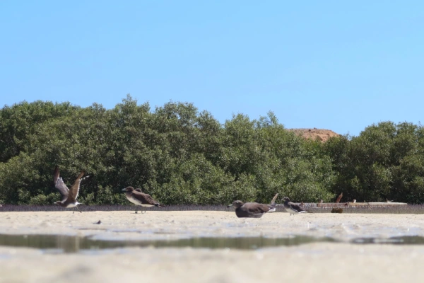 Wadi El Gemal: Ägyptens unberührtes Naturparadies mit atemberaubender Wüstenlandschaft
