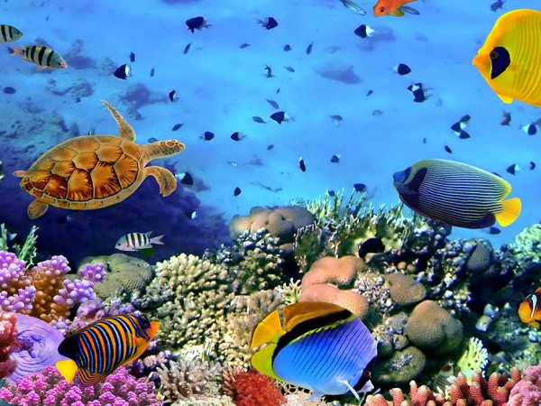 Bunte Unterwasserwelt mit Meeresschildkröte, Fischen und Korallenriff