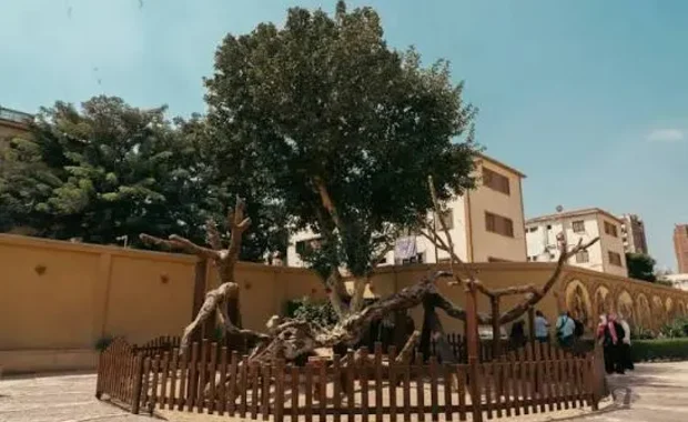 Mary's Tree at El Matariya, one of the Christian heritage stops included in the Cairo itinerary