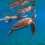 Offerte viaggi Pasqua Egitto, una persona con una tartaruga sotto il mare