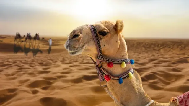 Giro in cammello nel deserto al tramonto con un cammello sorridente, Dubai deserto