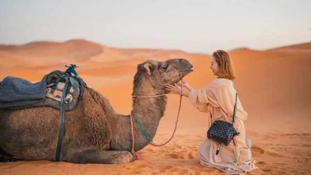 Turista cinese che tocca un cammello nel deserto del Sahara in Marocco, Viaggio in Marocco