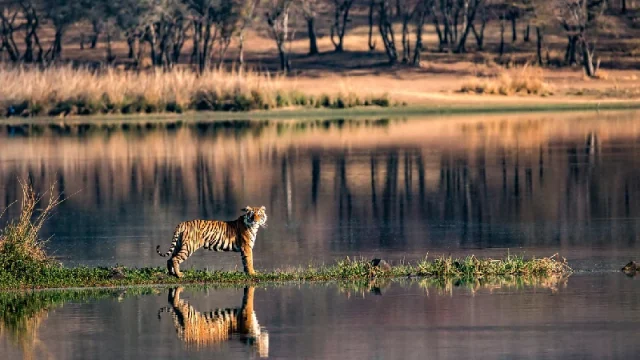  Ranthambore