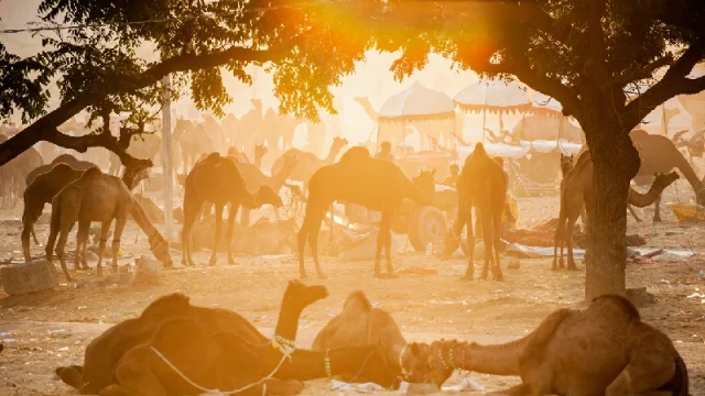 fiera dei cammelli di pushkar