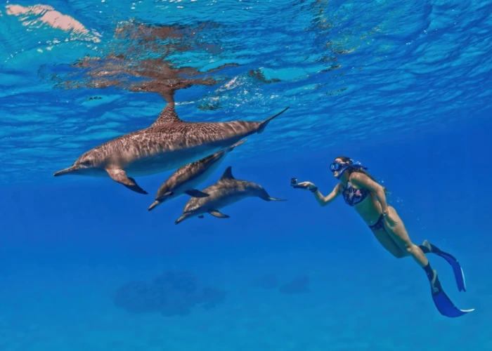 escursione dolphin house marsa alam