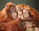 Orangutani Parco di Tanjung Puting
