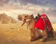 un camello y las pirámides de Giza