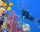 Buceador explorando arrecife de coral con peces tropicales en el Mar Rojo