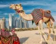 Camels resting on the sandy beach of Dubai.