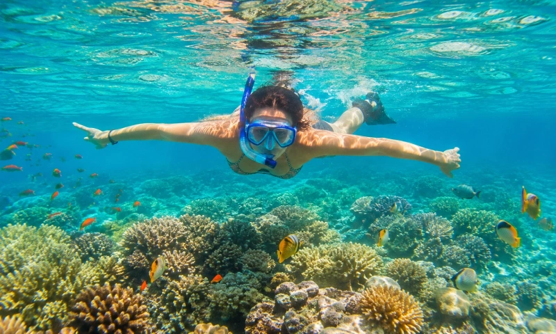 Snorkeler Over a Vibrant Coral Reef, Things to Do in Sharm El Sheikh