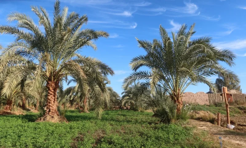 Bahariya Oasis palm grove, Bahariya Oasis Egypt