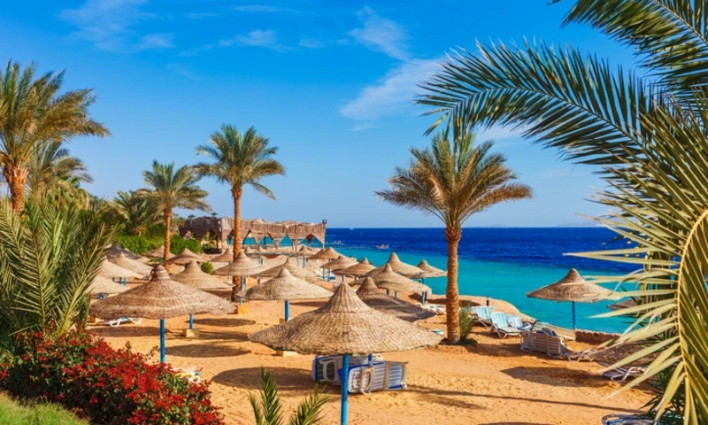 Sunny resort beach with palm tree at the coast shore of Red Sea, Hurghada City