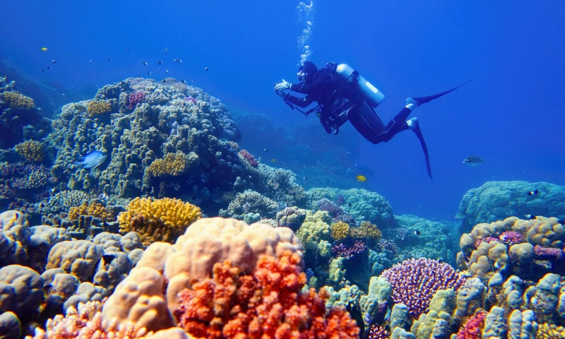 Man is diving between coral reefs in Hurghada city Egypt