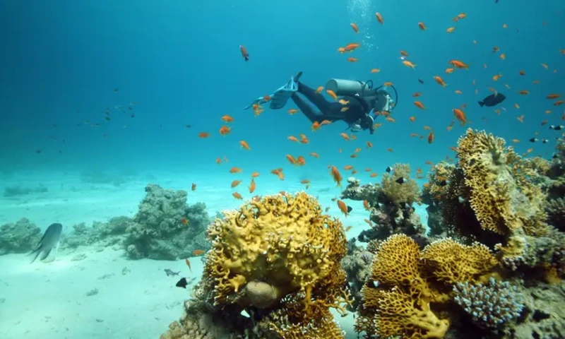 Diving experience in the red sea at Sharm El Sheikh in Egypt