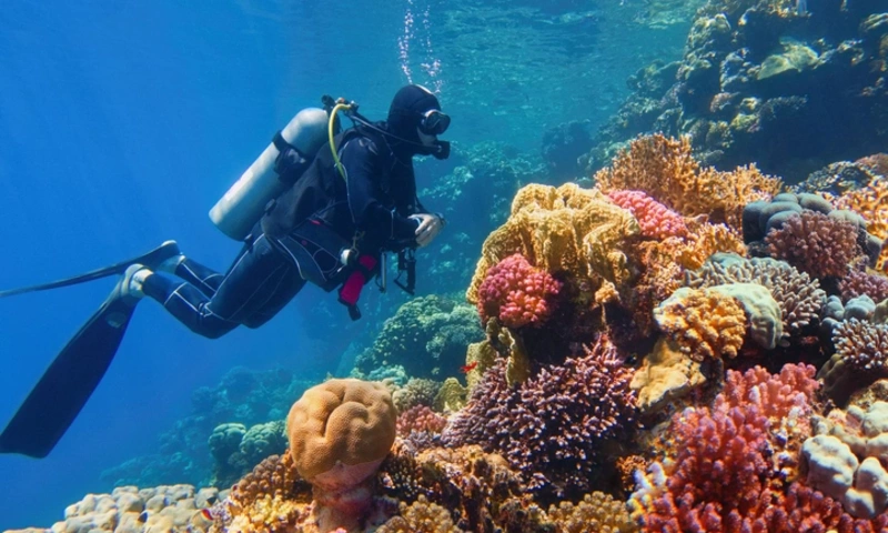 Man scuba diver near beautiful colorful  coral reef, Marsa Alam Egypt