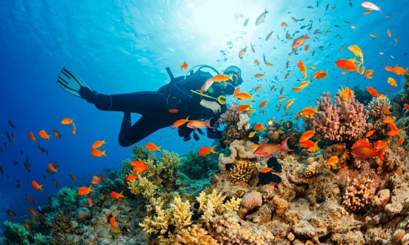 Marine Life, Marsa Alam Egypt
