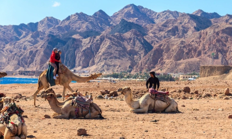 Group of tourists riding camels on the shore of the Red Sea, Dahab City