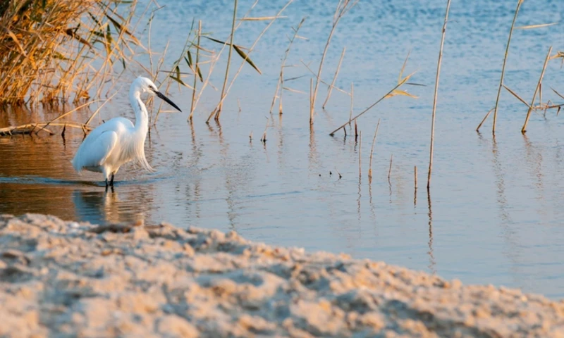 Egret in Egypt's Lake Qarun , Fayoum Egypt