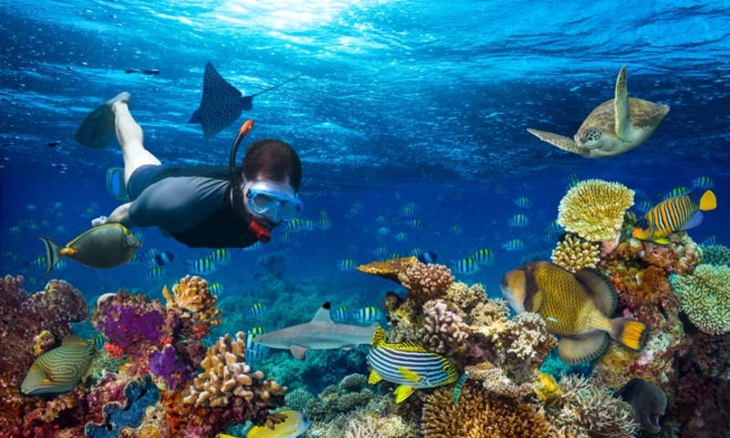 Underwater coral reef landscape snorkling, Egypt Nuweiba