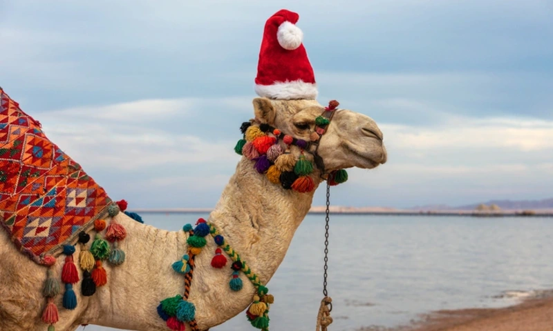 Camel in Santa Claus hat on a resort beach in Egypt, Christmas in Egypt