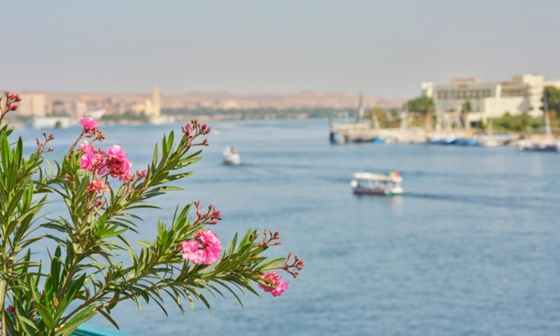 pink oleander flowers on a riverside balcony overlooking a calm Nile River in Egypt with small boats and distant shoreline buildings, Best Time to Visit Egypt