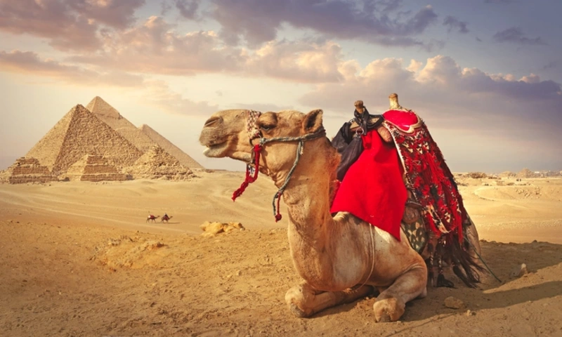Camel and the pyramids in Giza, Cairo Attractions