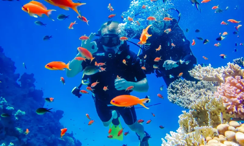 Buceo en los arrecifes de coral,  Sharm El Sheikh Egipto