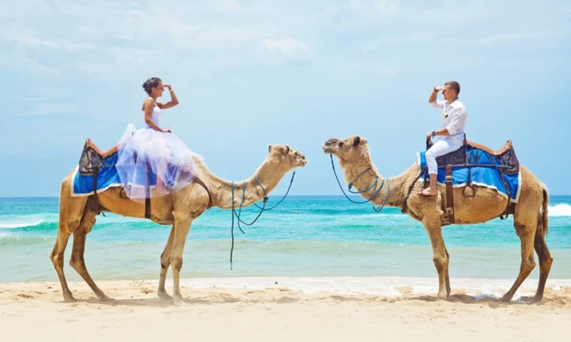Bride and groom riding camels on the beach, Honeymoon in Egypt